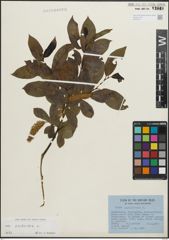 Foto von Salix pentandra L.